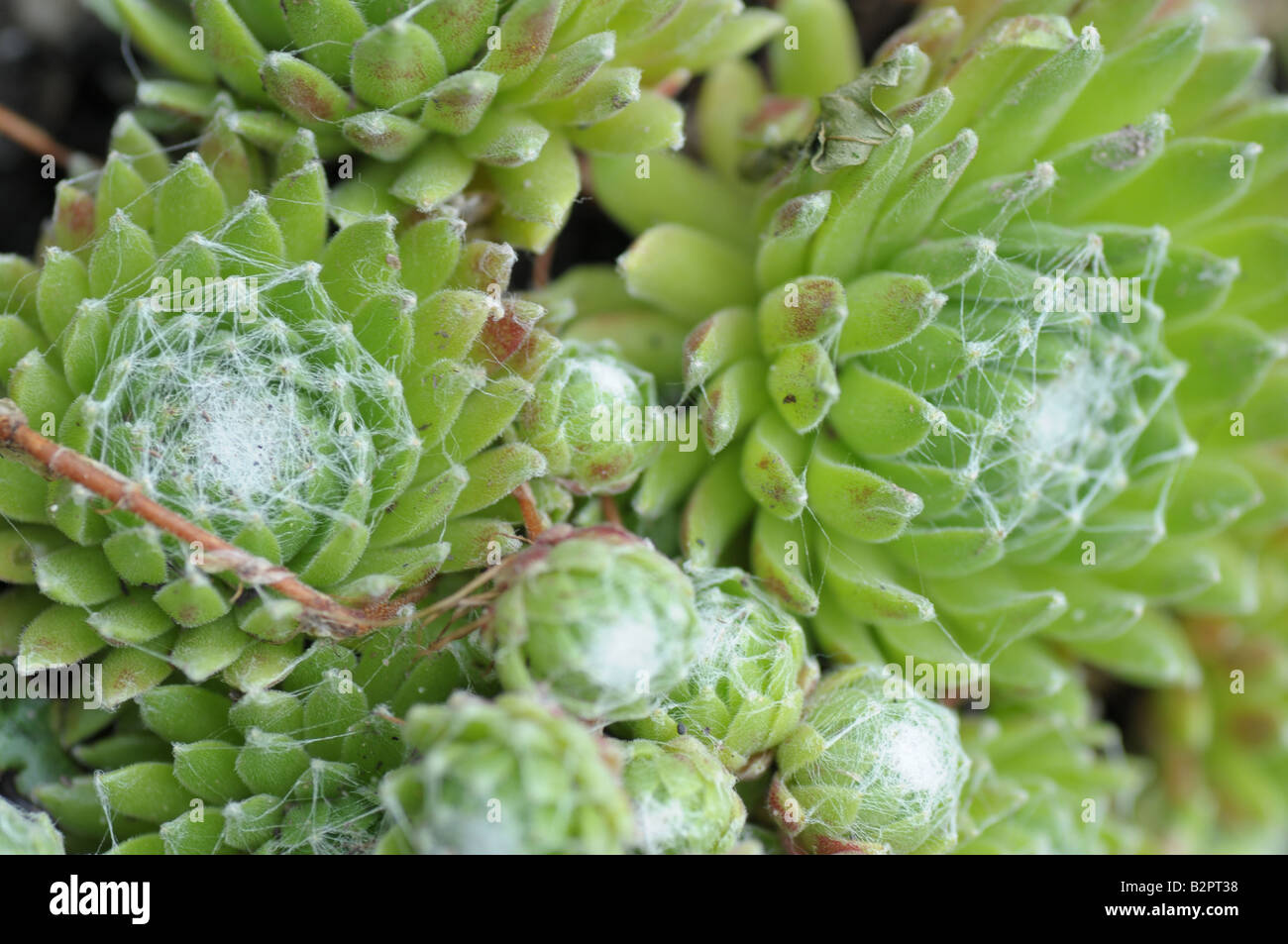 Sedum ou orpin Banque D'Images