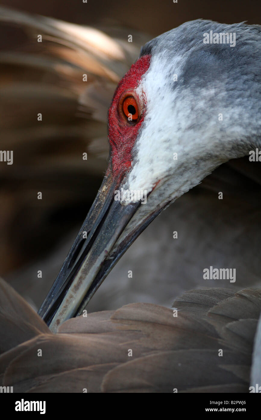 Stock photo d'une grue de sable de Floride se lisser dans un très proche de l'image zoom montrant surtout visage et plumes Banque D'Images