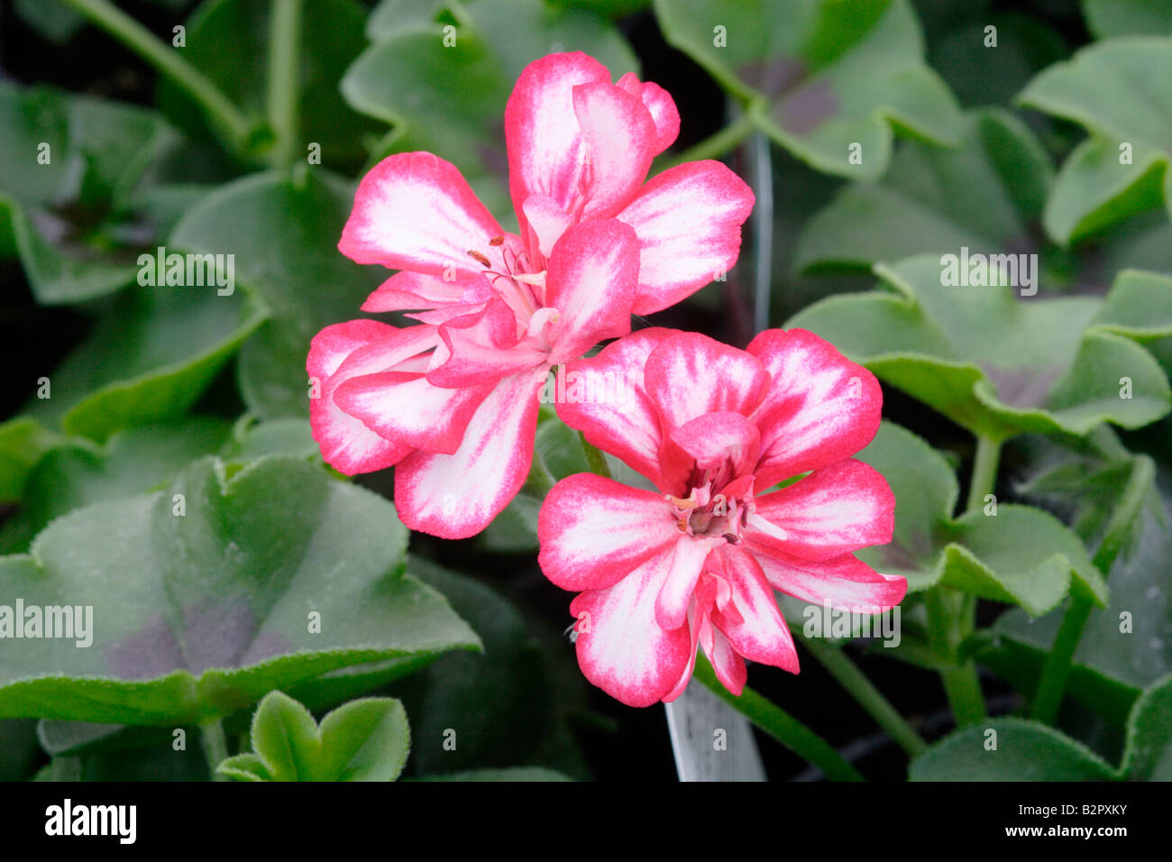 Feuillage et fleurs de la feuille de lierre Géranium Candy Cane Banque D'Images