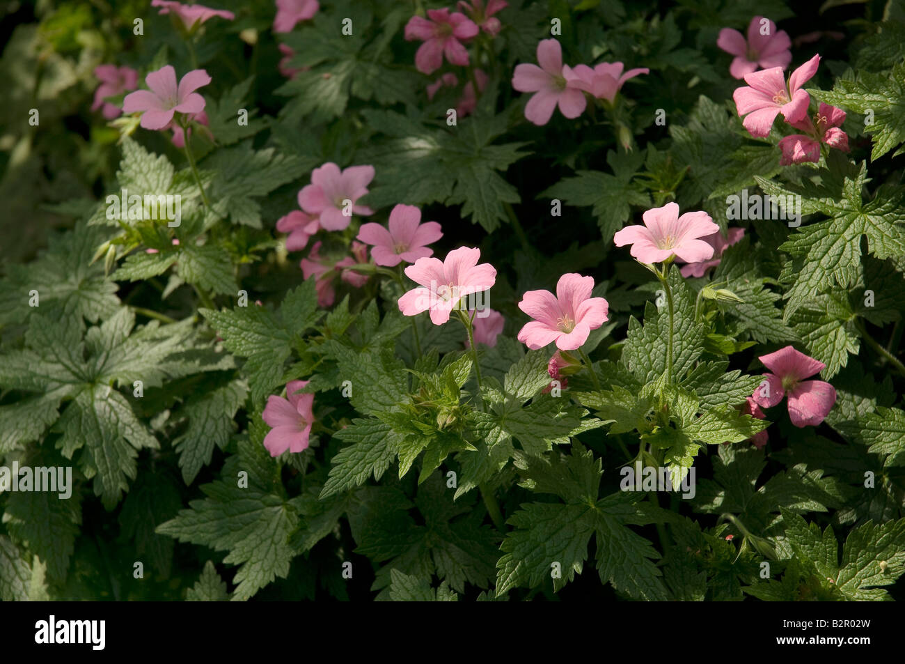 Gros plan de géraniums roses fleurs fleurs fleurir à Herbacé Border en été Angleterre Royaume-Uni Grande-Bretagne Banque D'Images