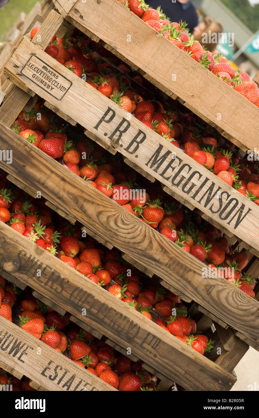 Palettes de fraises fraîches Anglais North Yorkshire Angleterre Royaume-Uni Royaume-Uni GB Grande Bretagne Banque D'Images