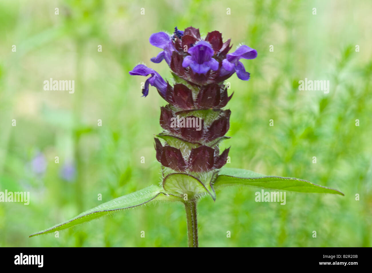 Bugle pyramidale Ajuga pyramidalis Dalby Forest North York Moors National Park North Yorkshire Angleterre Angleterre Europe Juillet Banque D'Images
