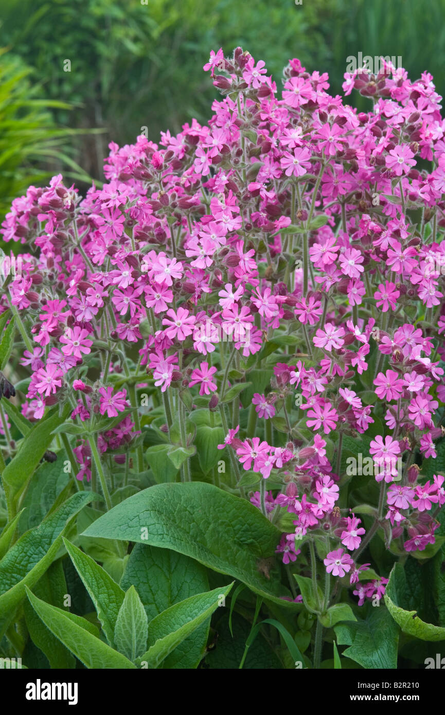 Floraison rouge campion Silene dioica Fair Isle Shetland Islands Scotland UK Juin Banque D'Images