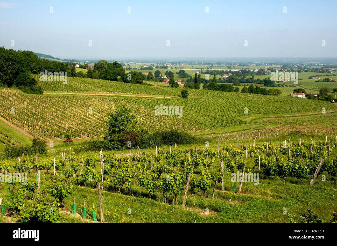 Vignoble de Monbazillac. Dordogne. South West France Banque D'Images