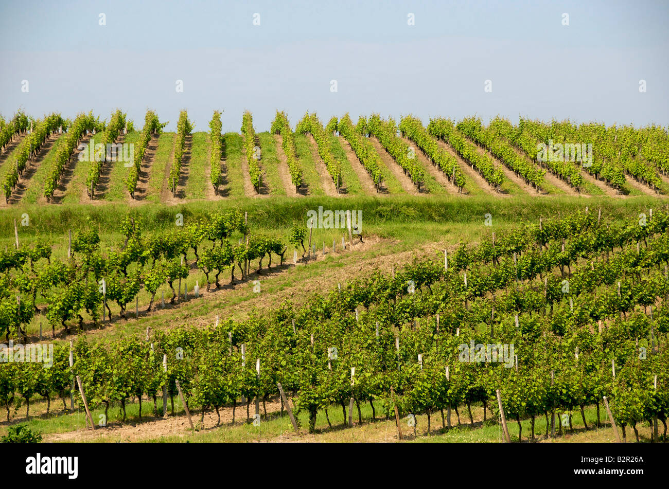 Vignoble de Monbazillac, Dordogne, South West France Banque D'Images