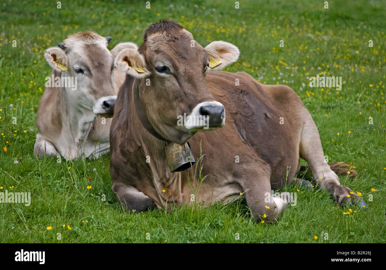 Deux vaches alpines portant des cloches assis dans un pré, Dolomites, Italie Banque D'Images
