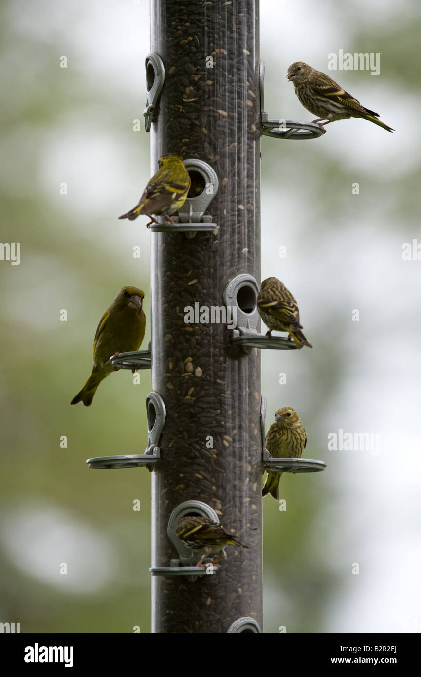 Finch vert Carduelis chloris à la mangeoire à Nant Bwlch yr Arian Forest Visitor Center Wales UK Europe Juin Banque D'Images