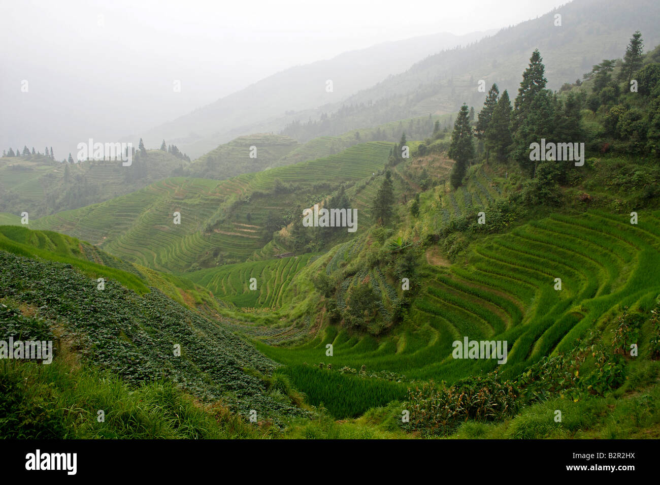 Chine Guangxi Longsheng rizières en terrasses Banque D'Images