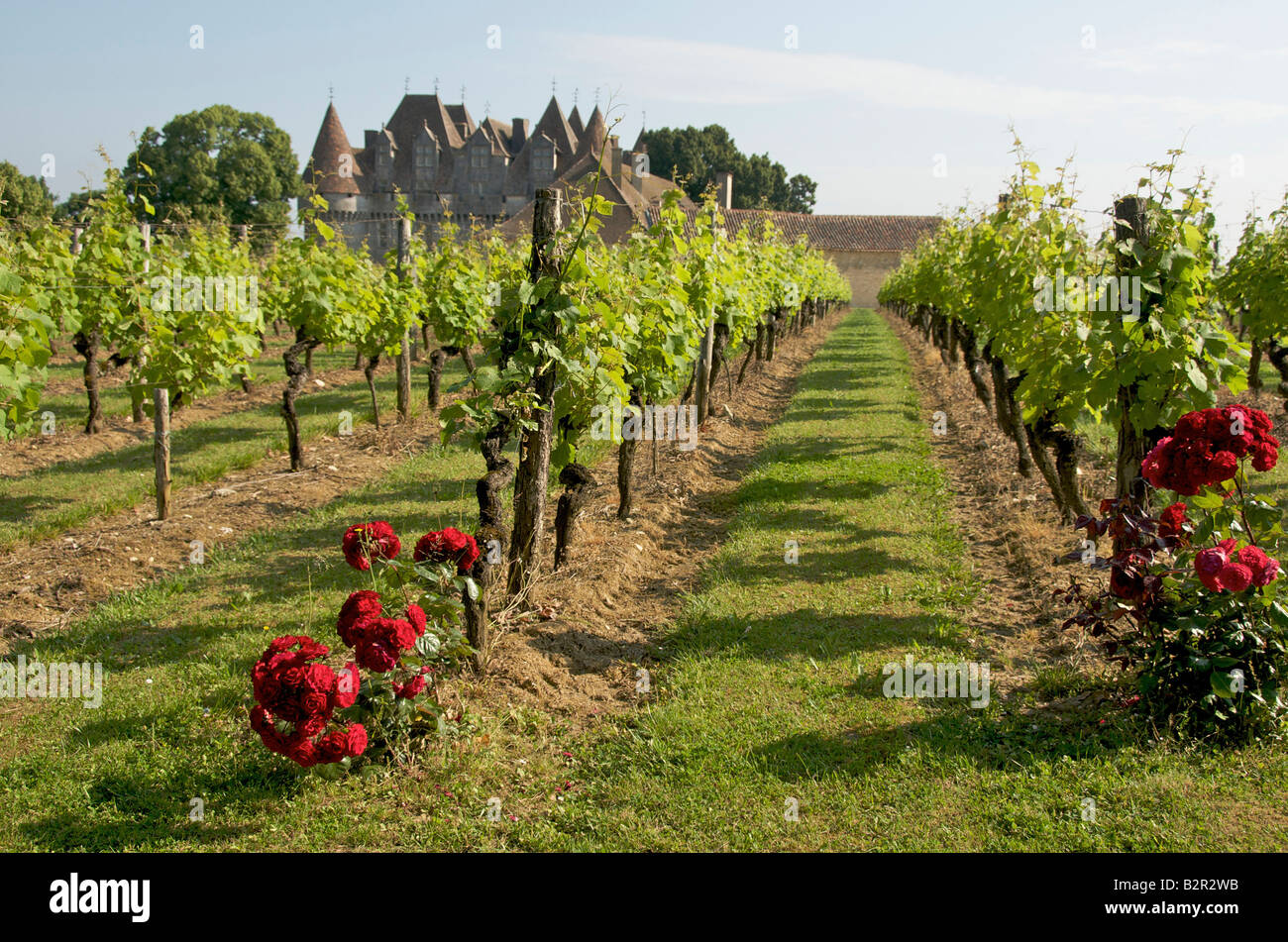 Dordogne : vignes au Château de Monbazillac, près de Bergerac, Dordogne, France Banque D'Images