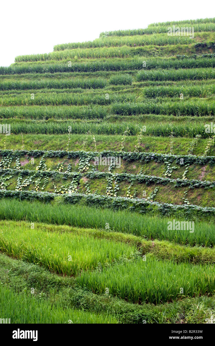 Chine Guangxi Longsheng rizières en terrasses Banque D'Images
