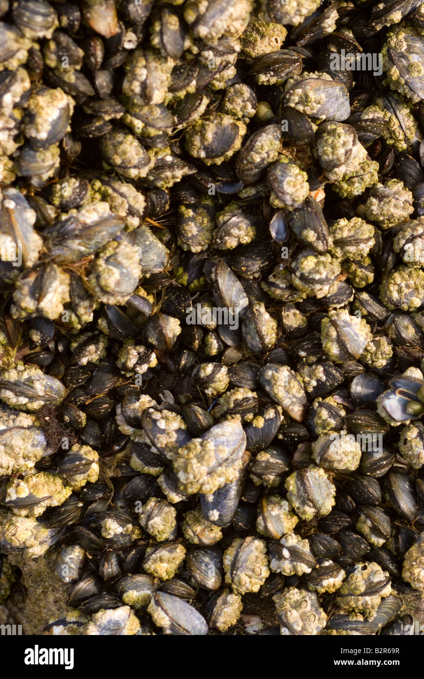 Les moules et les balanes Acorn commune d'escargots de mer s'accrochent aux rochers par la Tideline à Carrick Dumfries et Galloway Scotland UK Banque D'Images