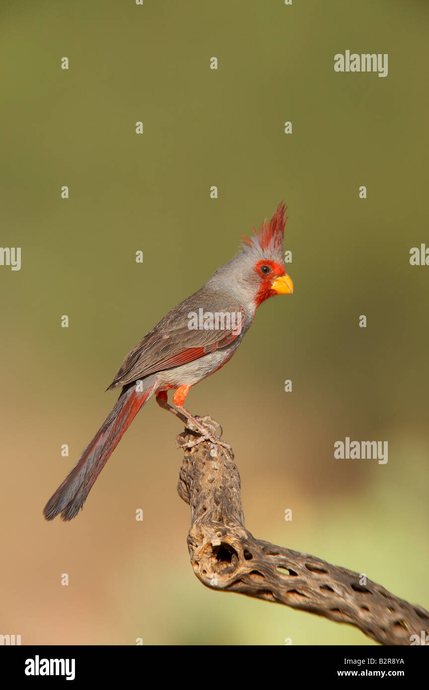 Pyrrhuloxia Cardinalis sinuatus Amado Arizona USA Banque D'Images