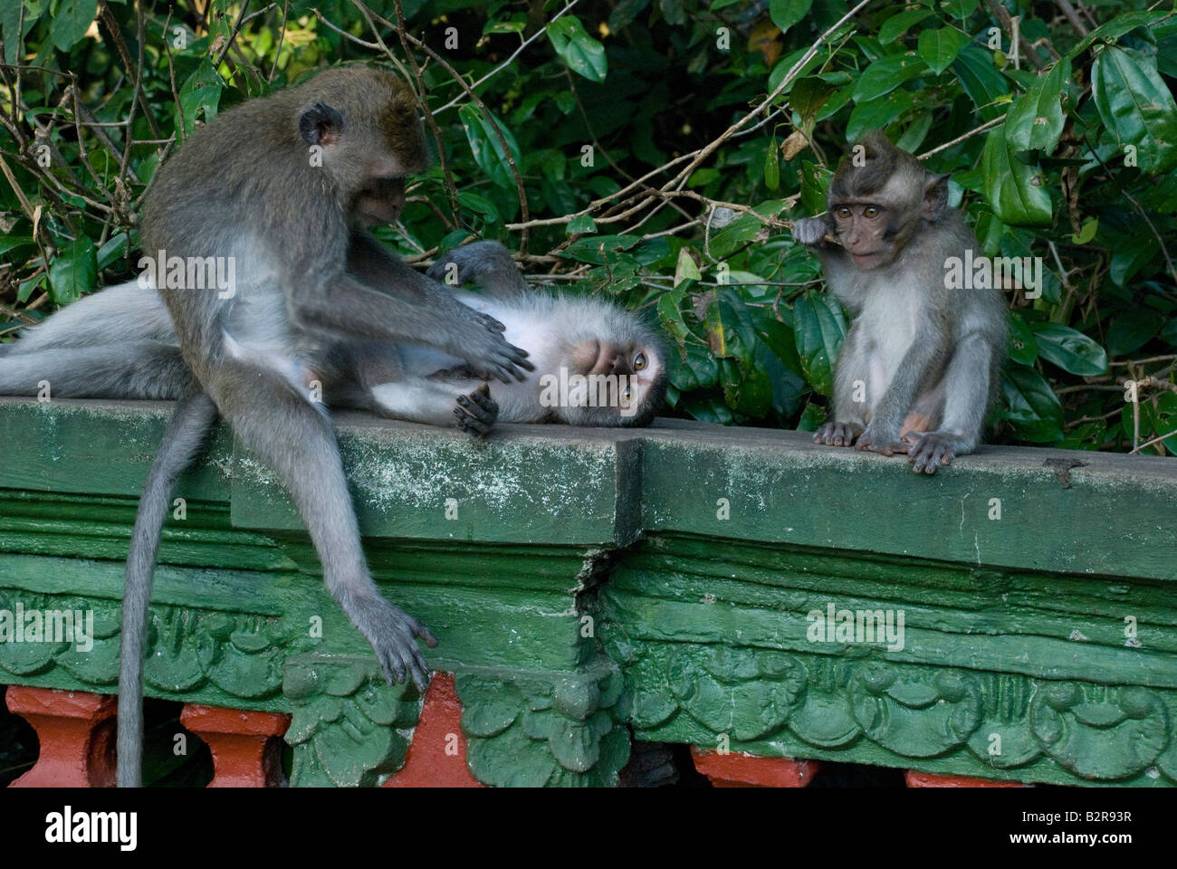 Indonésie Bali ubud monkey forrest manger ossature pierre béton feuille feuilles singes queue s'asseoir d'ombre vert mur dîner alimentaire Banque D'Images