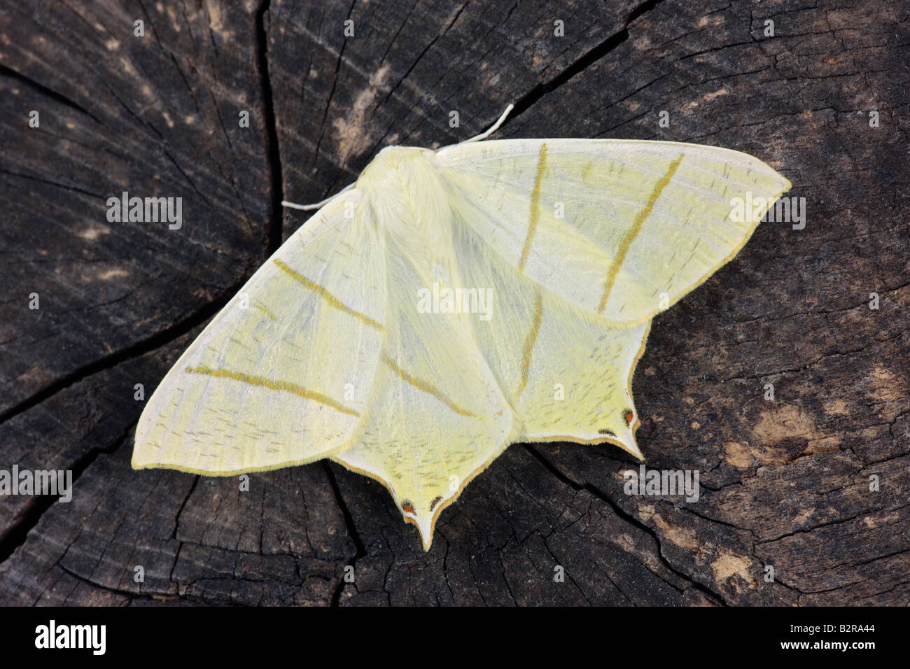 Ourapteryx sambucaria papillon à queue fourchue au repos sur Potton journal Bedfordshire Banque D'Images