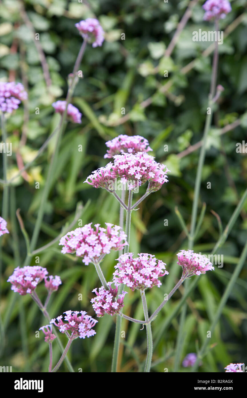 GLANDULARIA VERBENA BONARIENSIS FLEURS DANS UN JARDIN DE SURREY EN JUILLET À LA FRONTIÈRE Banque D'Images