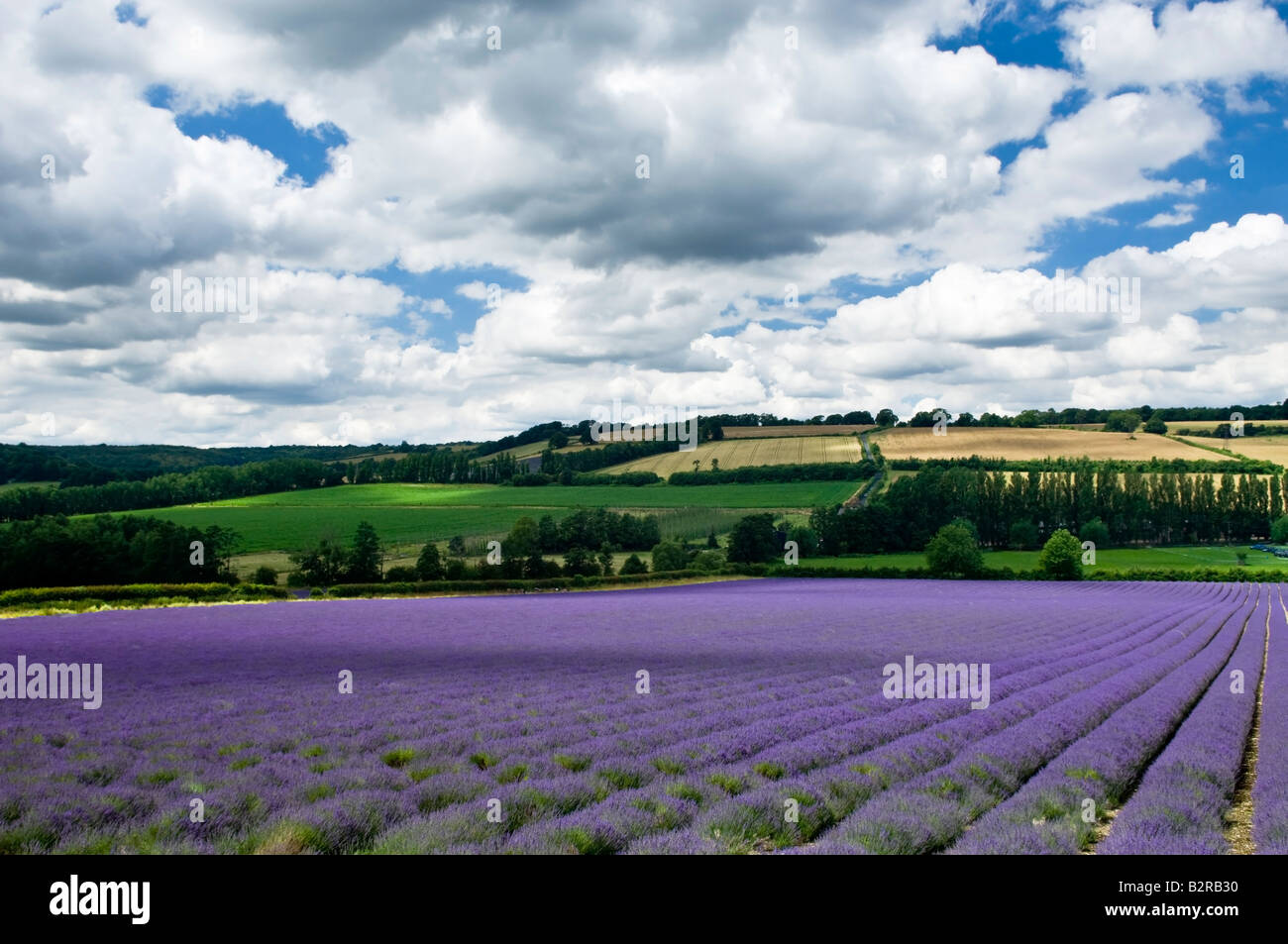 Lavender à Château Ferme près de Sevenoaks, dans le Kent England UK Banque D'Images