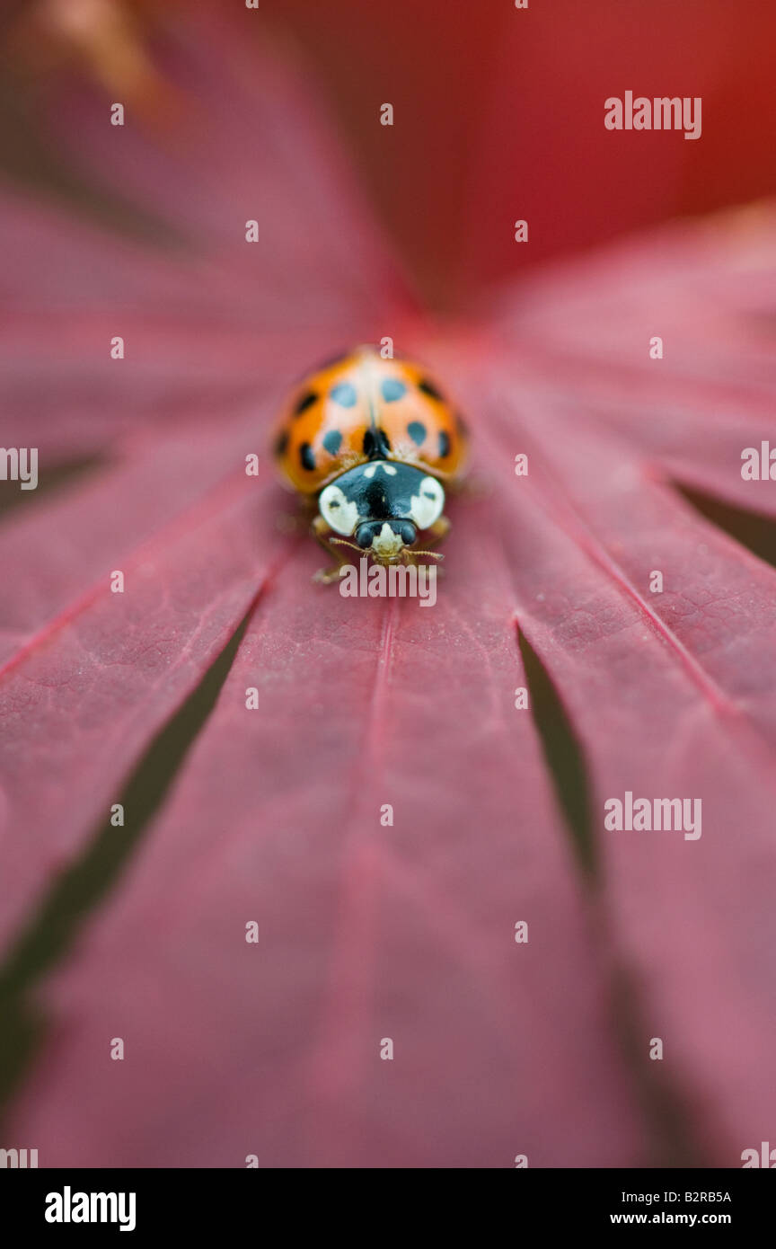 Coccinelle arlequin assis sur feuille d'acer. UK Banque D'Images