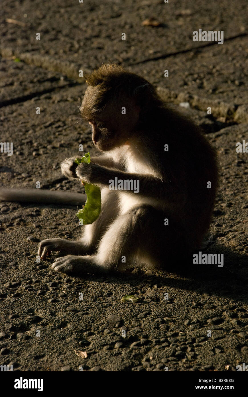 Indonésie Bali ubud monkey forrest manger ossature pierre béton feuille feuilles singes queue ombre asseoir dîner alimentaire alimentation Banque D'Images