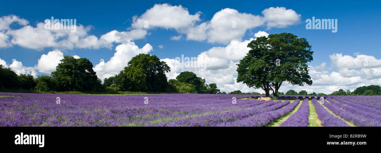 Mayfield Lavender Farm près de Sutton à Surrey England UK Banque D'Images