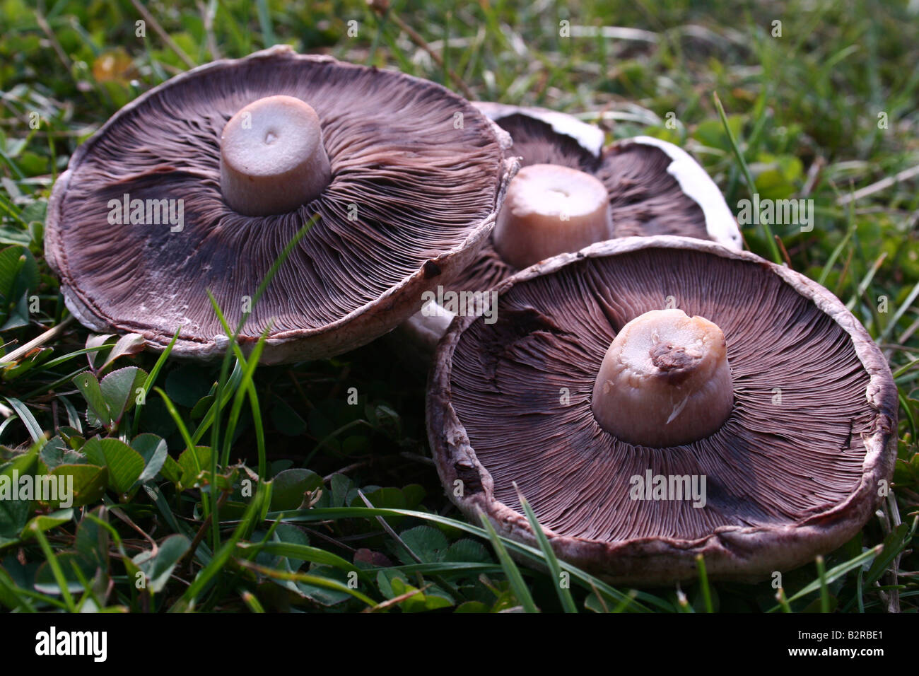 Champignons Portabello sur l'herbe Banque D'Images