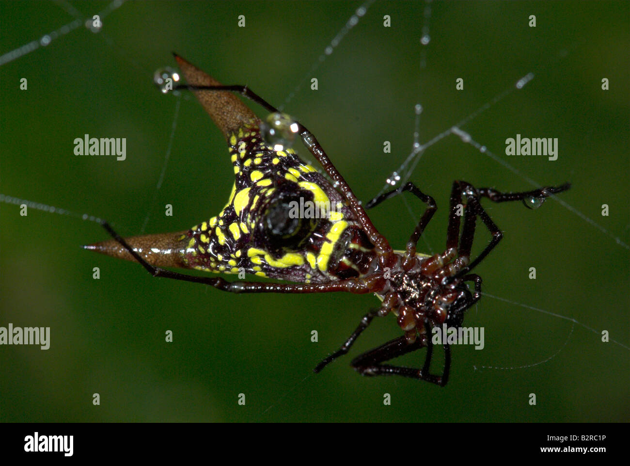 En forme de flèche araignée orbweaver Microthena brevipes Costa Rica Banque D'Images