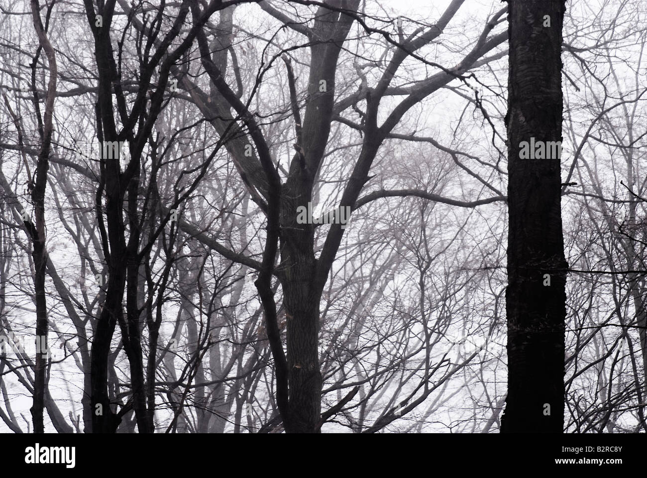 Forêt en Autriche en hiver Banque D'Images