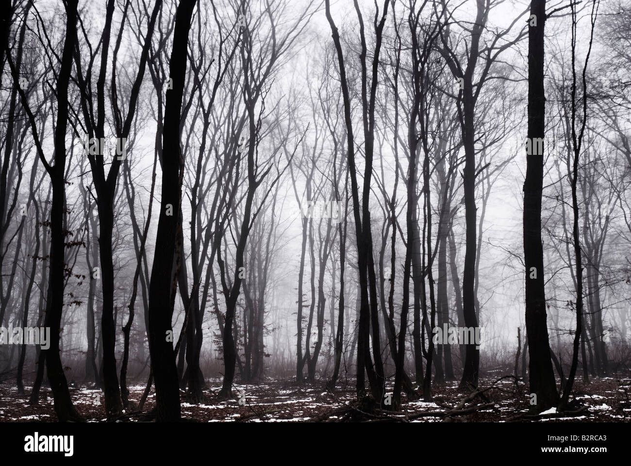 Forêt en Autriche en hiver Banque D'Images