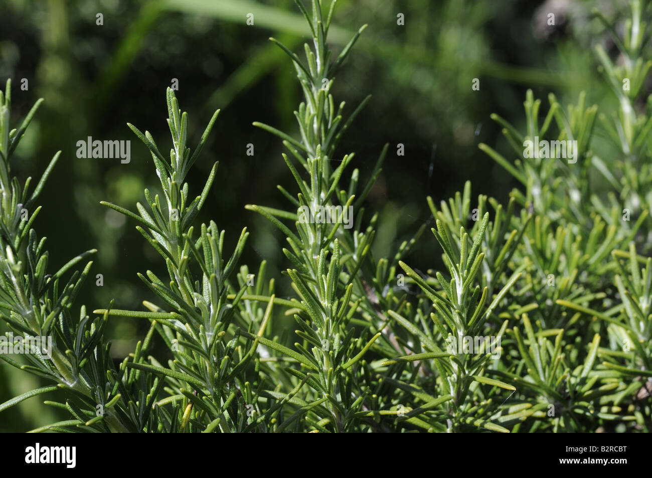 Romarin Banque D'Images