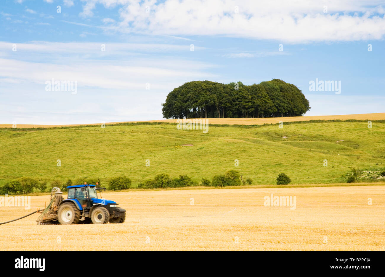 Scène typique du paysage du Wiltshire en été avec le tracteur et hêtre massif, England, UK Banque D'Images