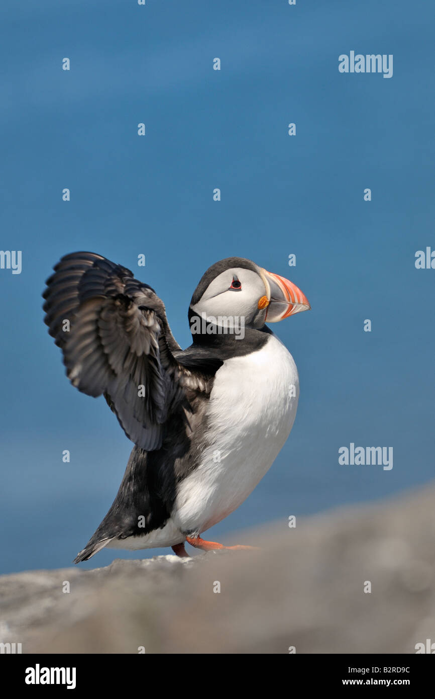 Macareux moine avec ailes déployées sur falaise, Iles Farne, Northumberland Royaume-uni Banque D'Images