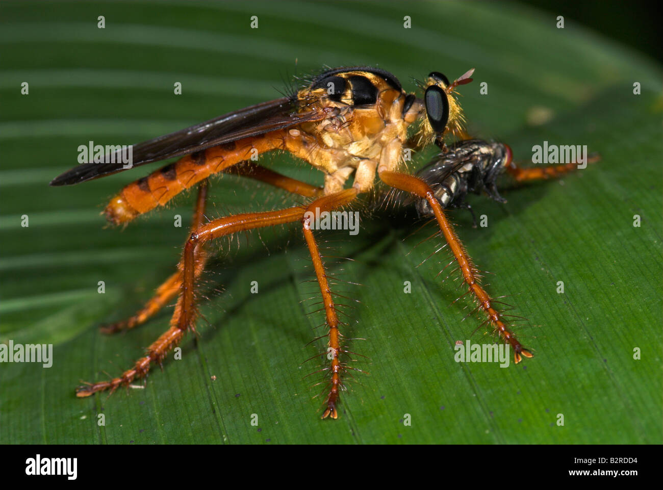 Robber Fly Asilidae sp avec l'avion Costa Rica Banque D'Images