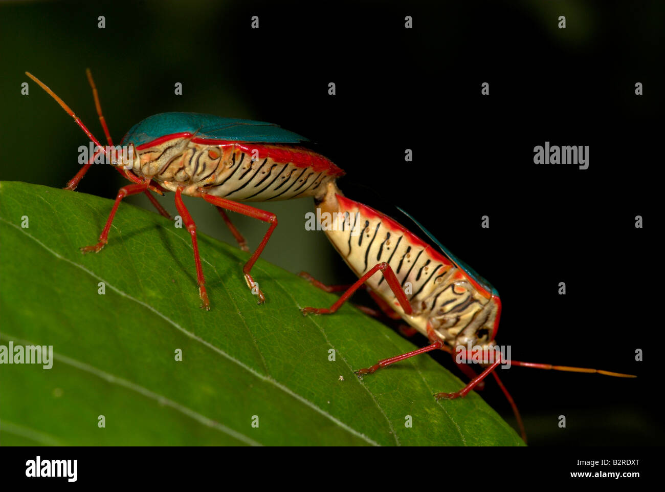 Bug du bouclier d'FamilyPentatomidae paire Costa Rica Banque D'Images