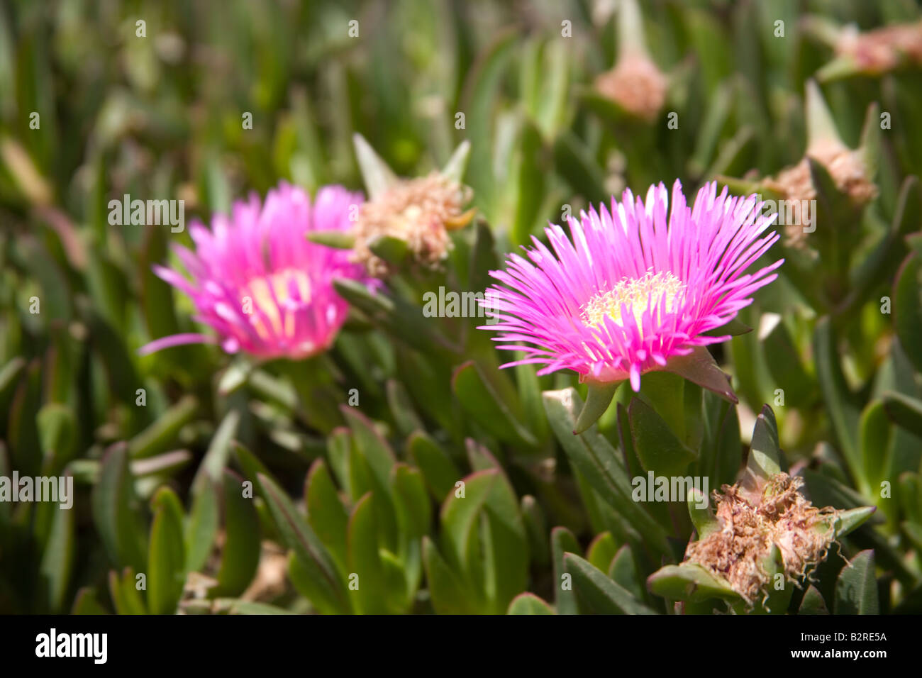 Lampranthus spectabilis Banque D'Images