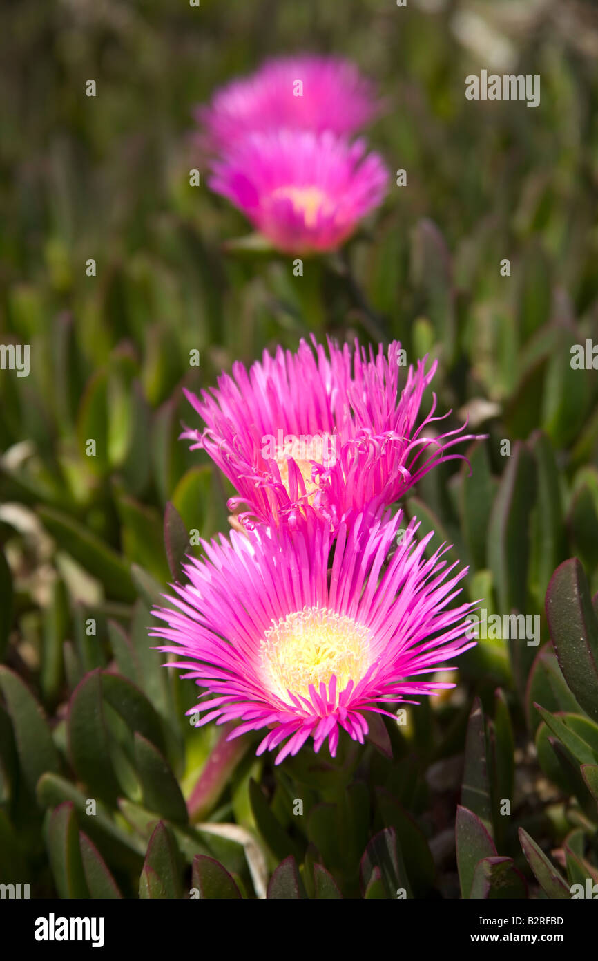 Lampranthus spectabilis Banque D'Images