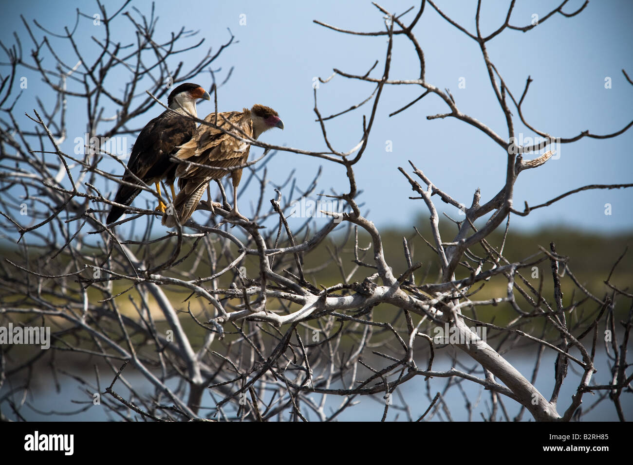 Les oiseaux de proie reste sur une branche de l'arbre sec sur le Cayo Santa Maria, Cuba Banque D'Images
