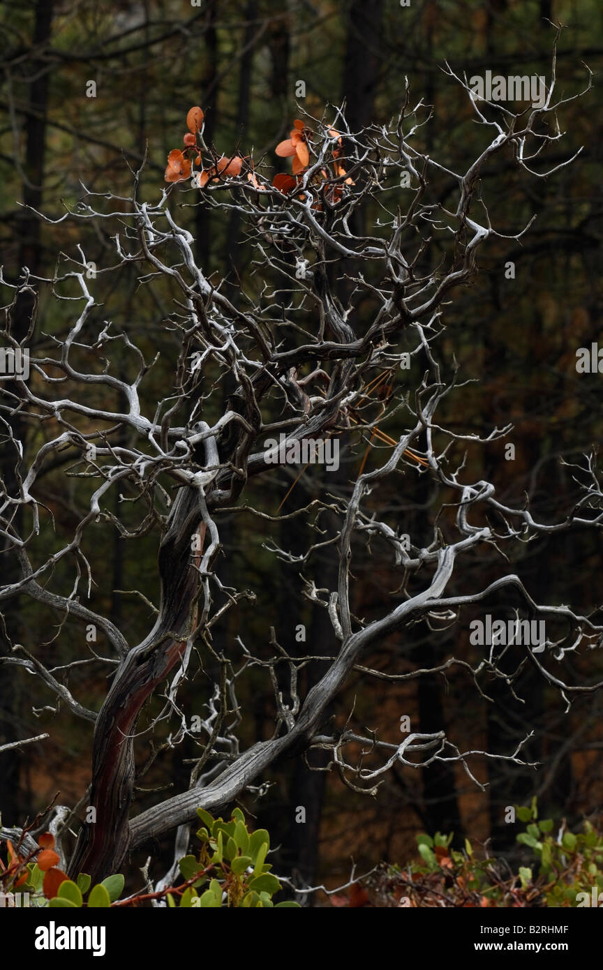 Le squelette d'Manzanita bush se propage c'est branches élégamment dans toutes les directions devant un fond de pins. Banque D'Images