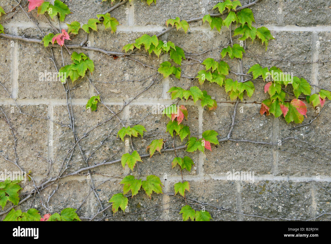 Du Parthenocissus tricuspidata réducteur japonais Banque D'Images