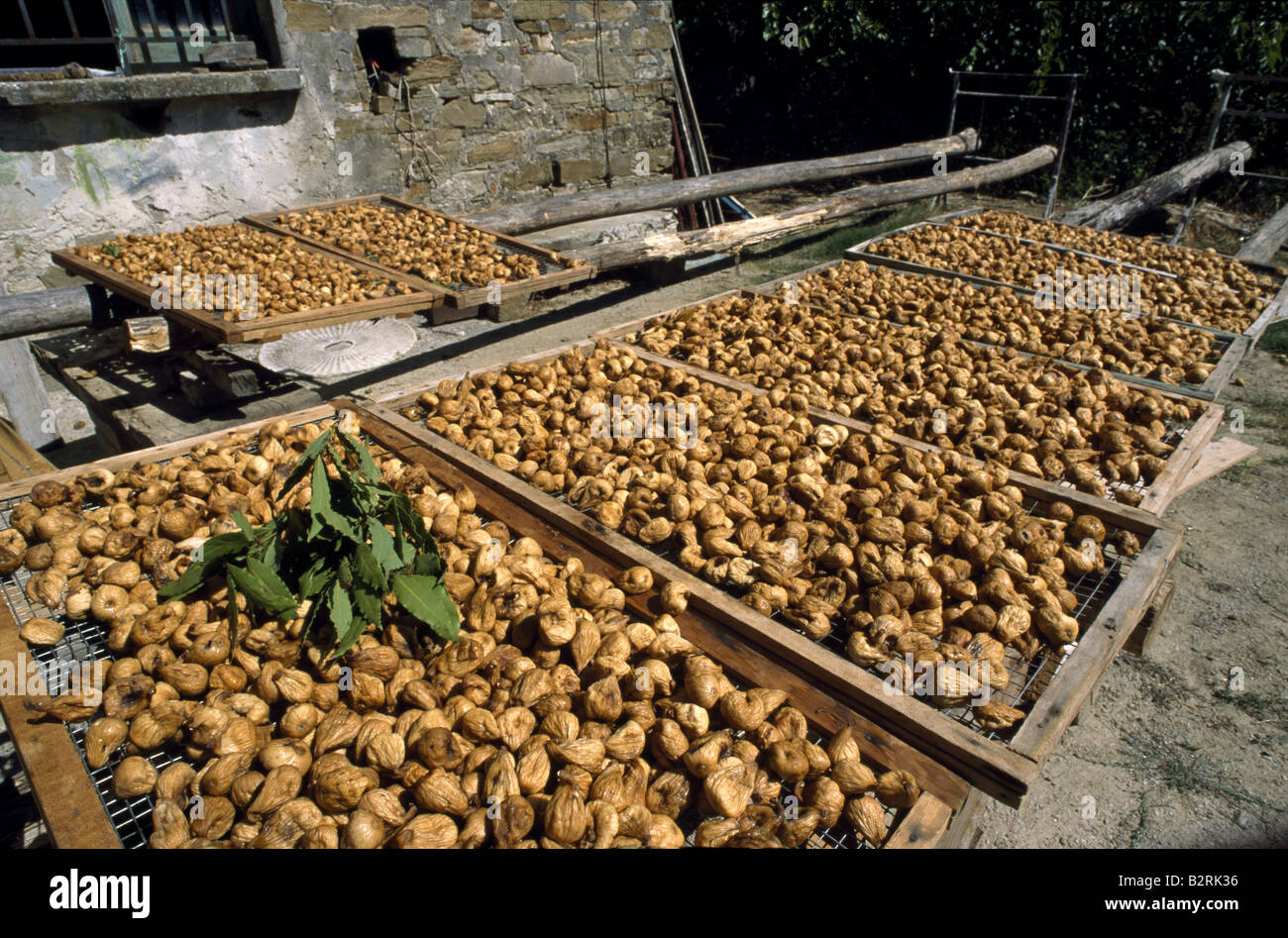 Figues séchées, Castellabate, Cilento, Salerne, Campanie, Italie Banque D'Images