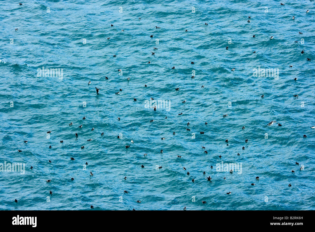 Macareux moine Macareux moine (Fratercula arctica) sur l'île de Skomer, (voir mes autres photos de macareux, cliquez sur mon nom) Banque D'Images