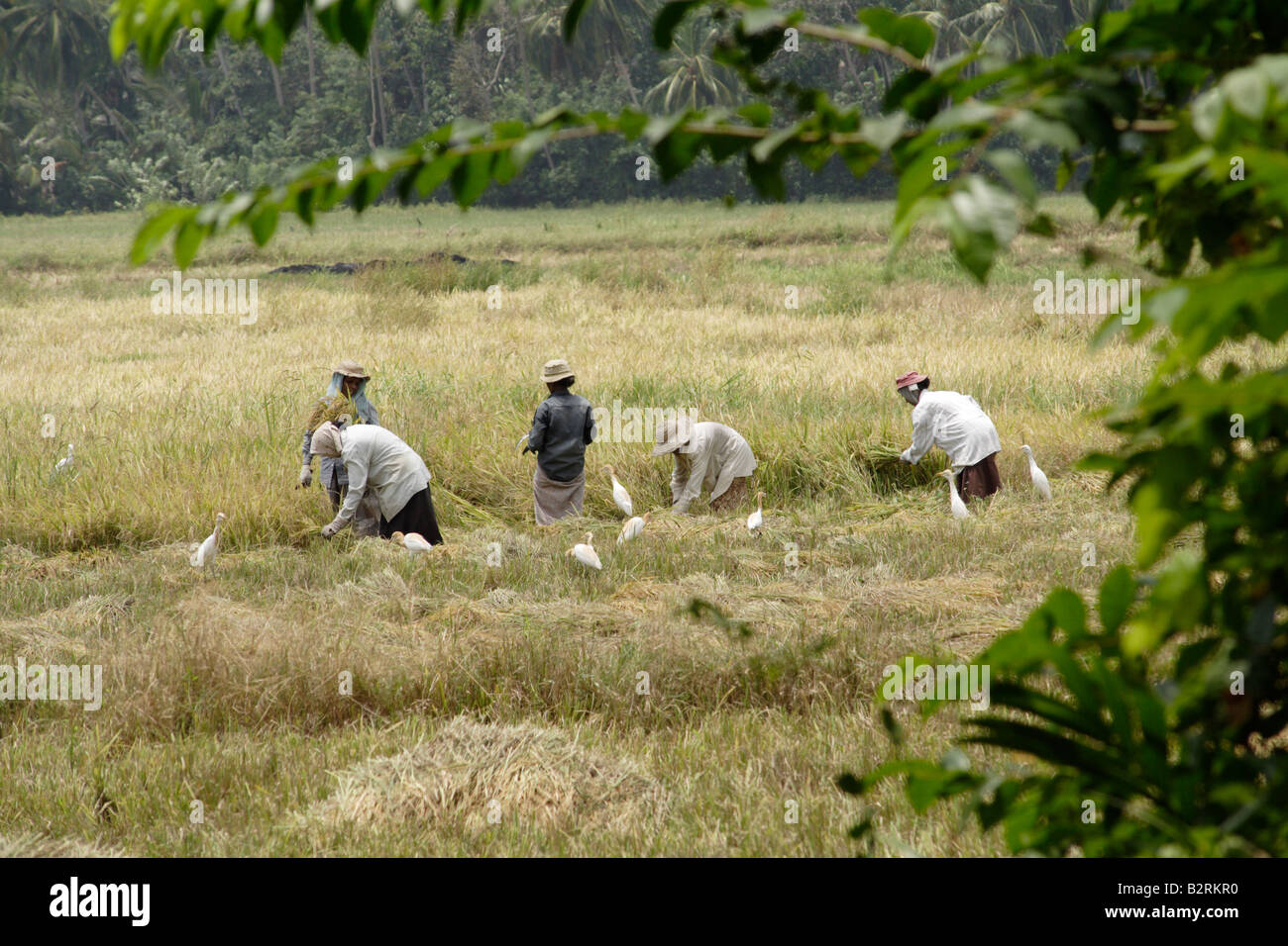 Les personnes travaillant sur un champ de riz, au Sri Lanka. Banque D'Images