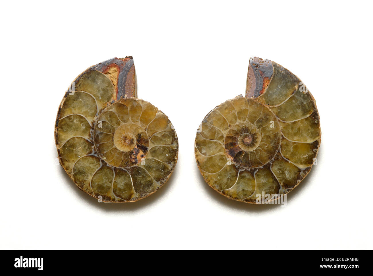 Vue interne d'un fossile d'ammonite Perisphinctes sectionnés sp de Madagascar Jurassique Banque D'Images