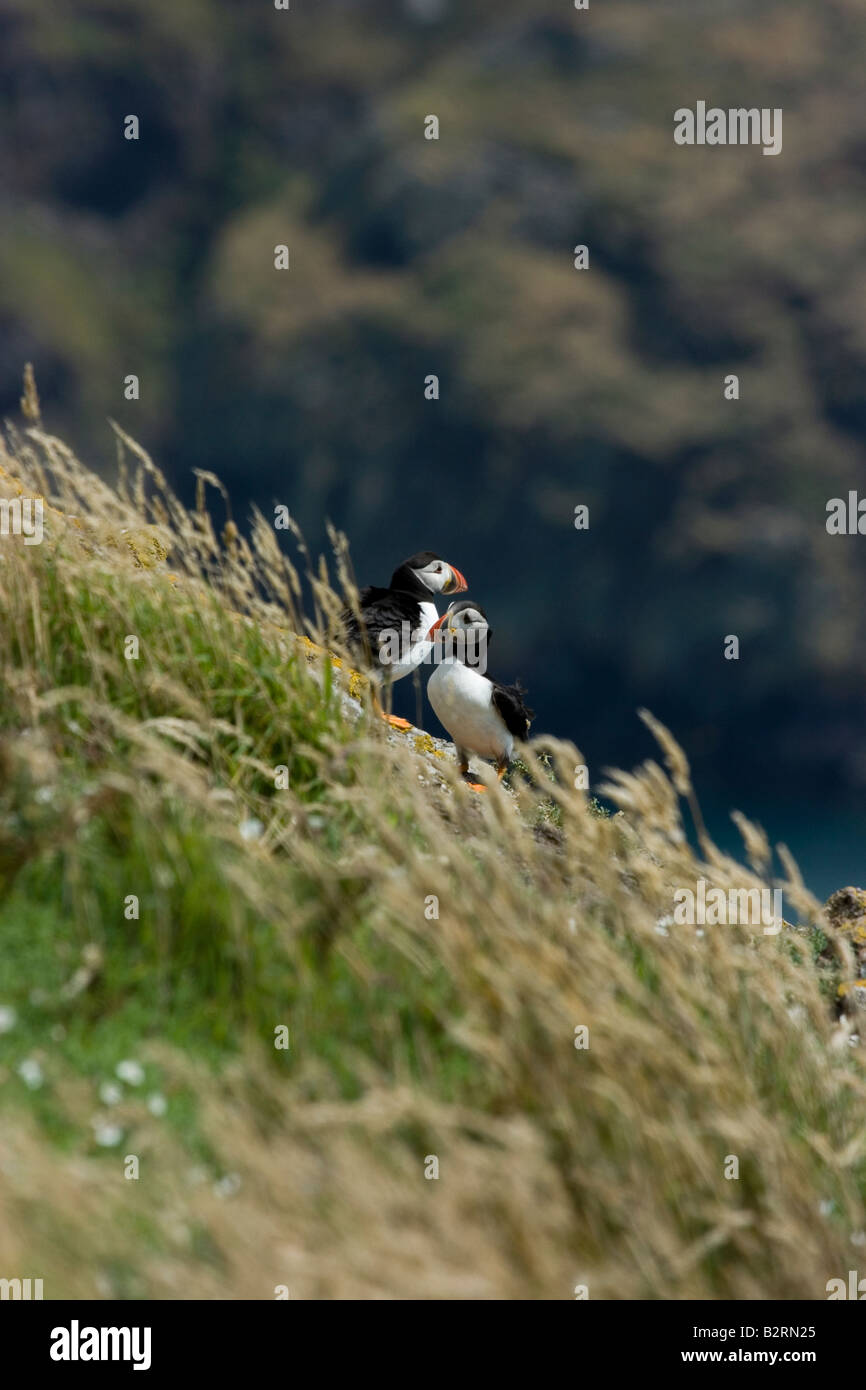 Macareux moine Macareux moine (Fratercula arctica) sur l'île de Skomer, (voir mes autres photos de macareux, cliquez sur mon nom) Banque D'Images