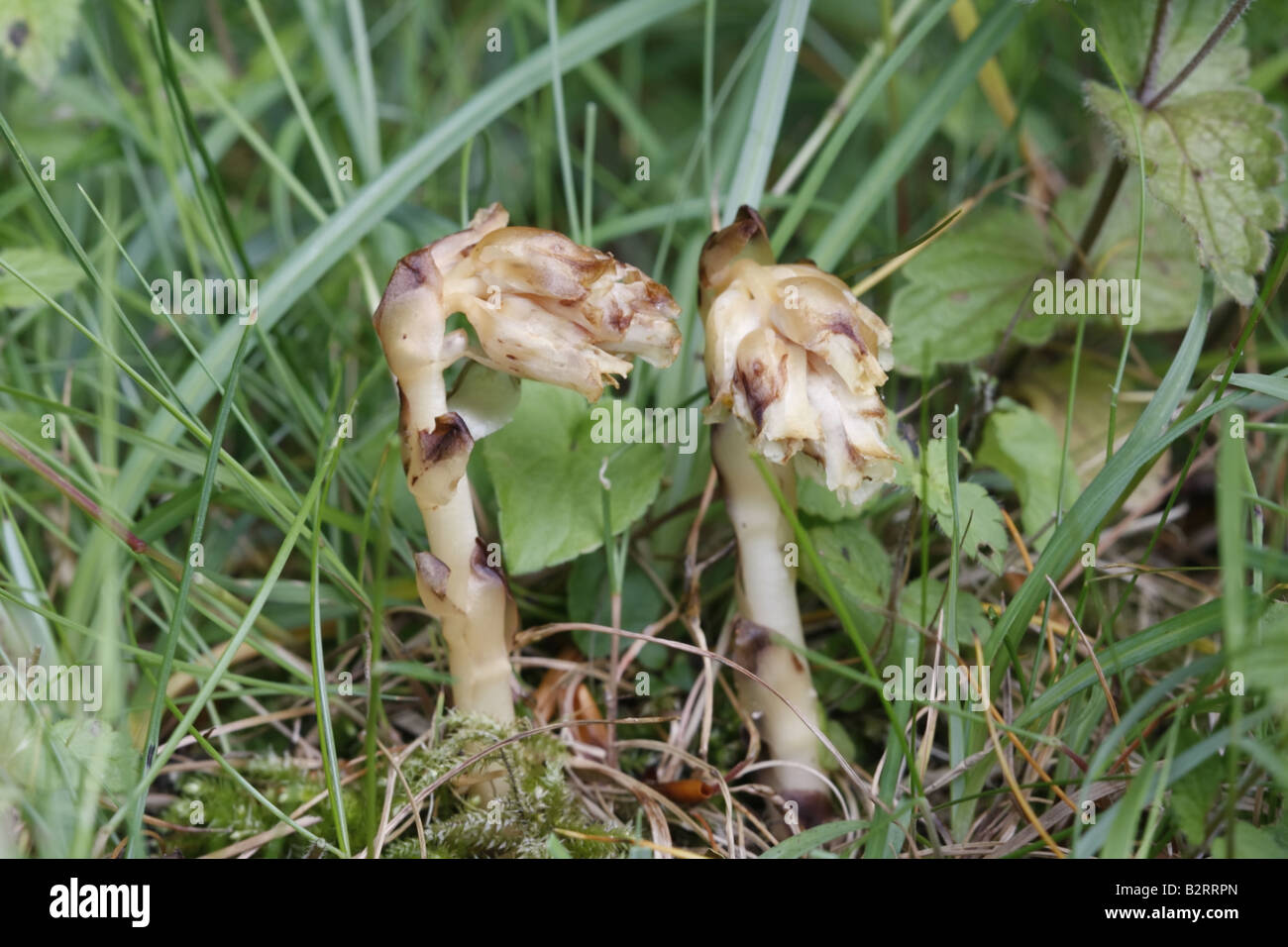 Birdsnest hypopitys monotropa, jaune Banque D'Images