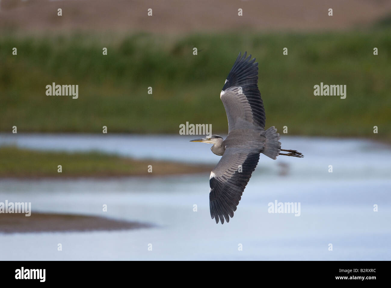 Héron cendré Ardea cinerea en vol Banque D'Images