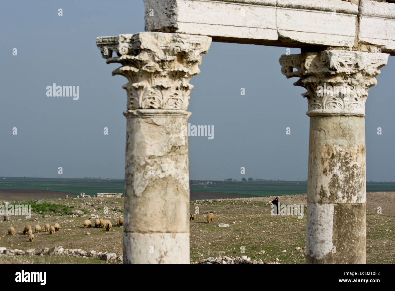 Berger et moutons derrière colonnes romaines dans les ruines d'Apamée de Syrie Banque D'Images