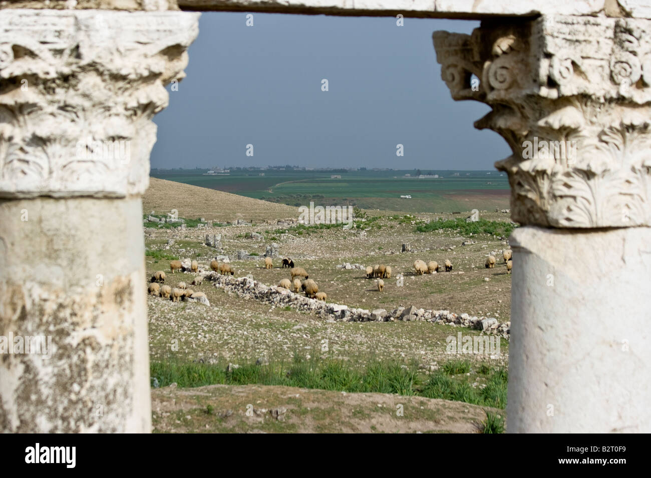 Colonnes romaines et les moutons dans les ruines d'Apamée de Syrie Banque D'Images