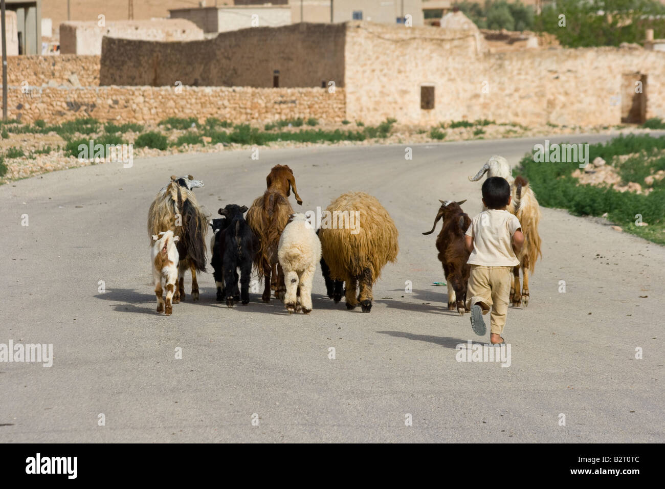 Petit garçon troupeaux de moutons à Qasr Ibn Wardan en Syrie Banque D'Images