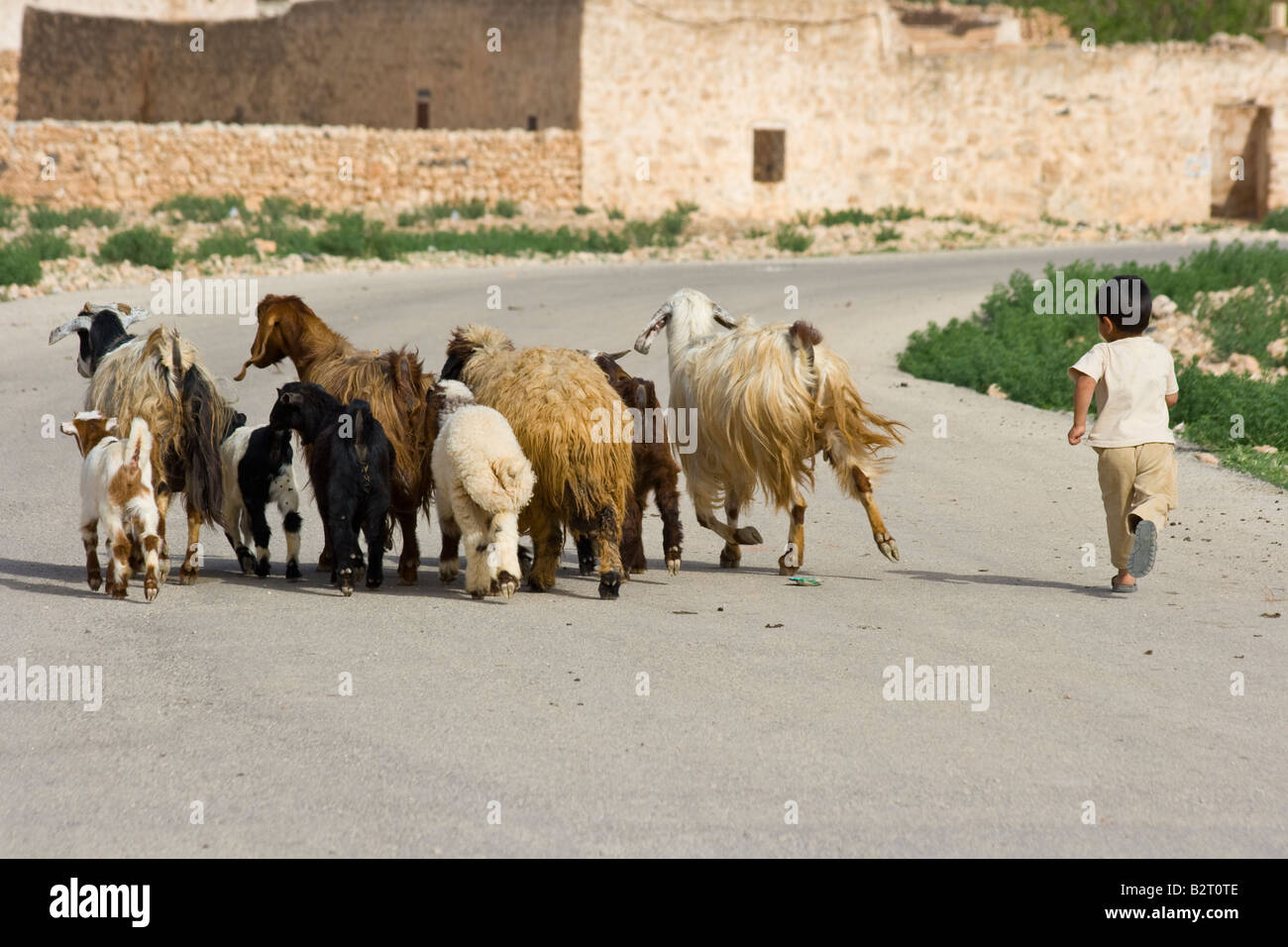 Petit garçon troupeaux de moutons à Qasr Ibn Wardan en Syrie Banque D'Images