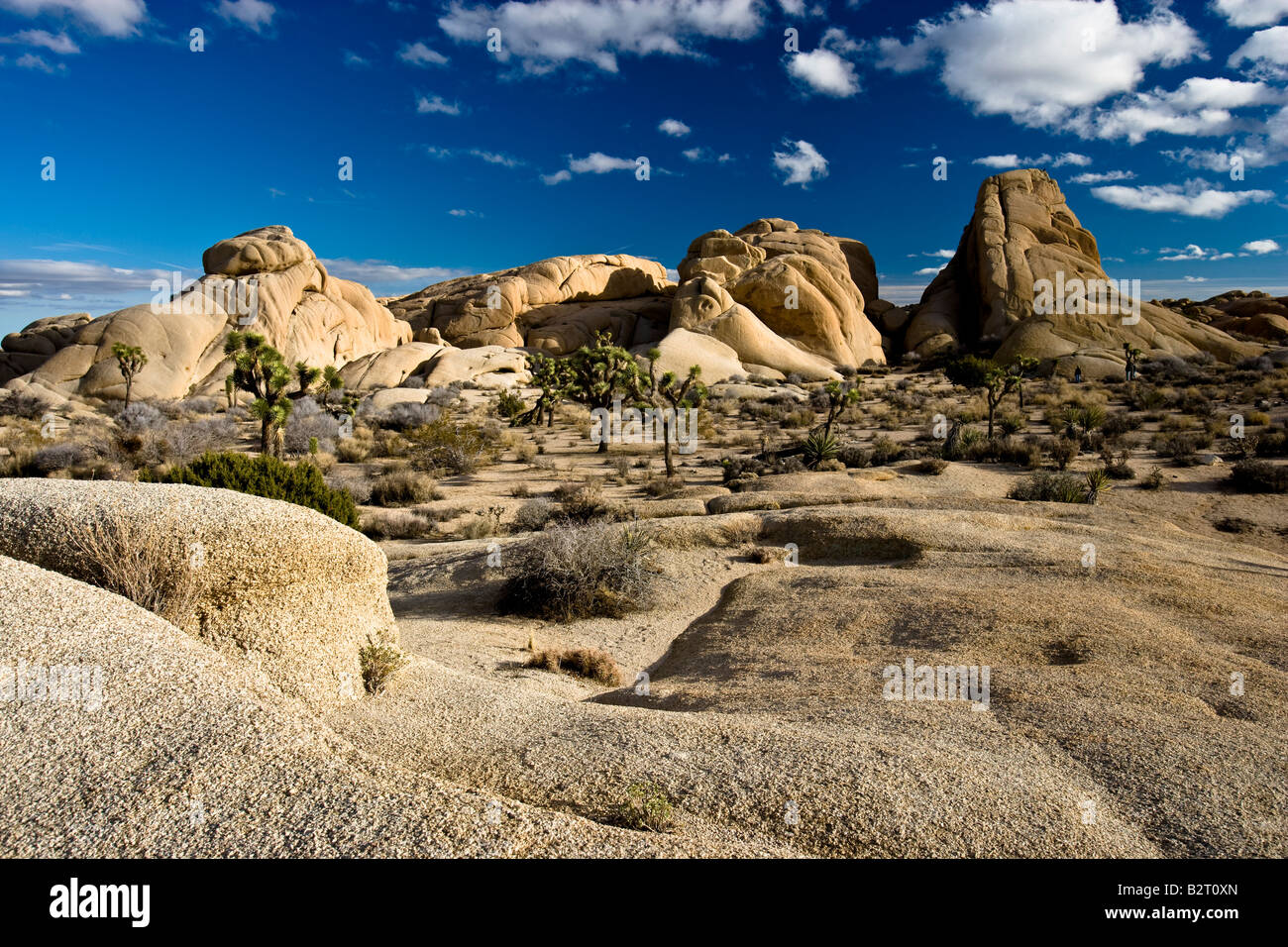 Rock formations in Joshua Tree National Park California USA Banque D'Images