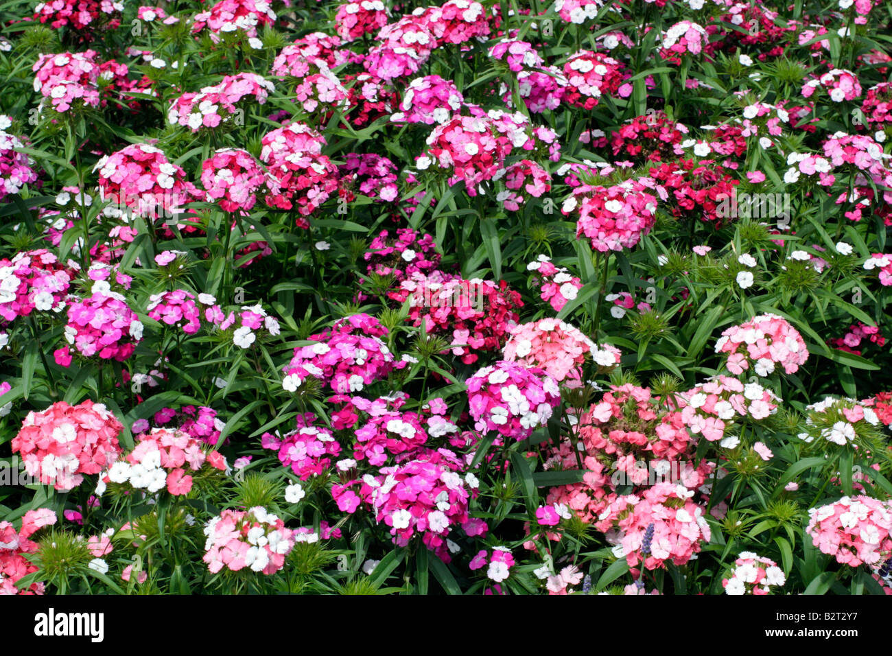 SWEET WILLIAM NOVERNA CLOWN F1 FLEURIT DANS LA PREMIÈRE ANNÉE À PARTIR DE SEMENCES Banque D'Images